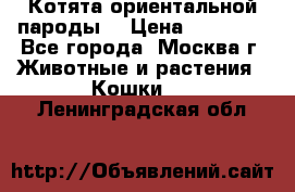 Котята ориентальной пароды  › Цена ­ 12 000 - Все города, Москва г. Животные и растения » Кошки   . Ленинградская обл.